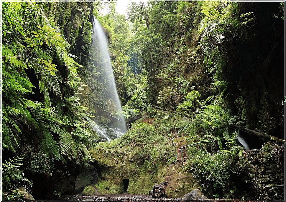 Los Tilos Forest in La Palma