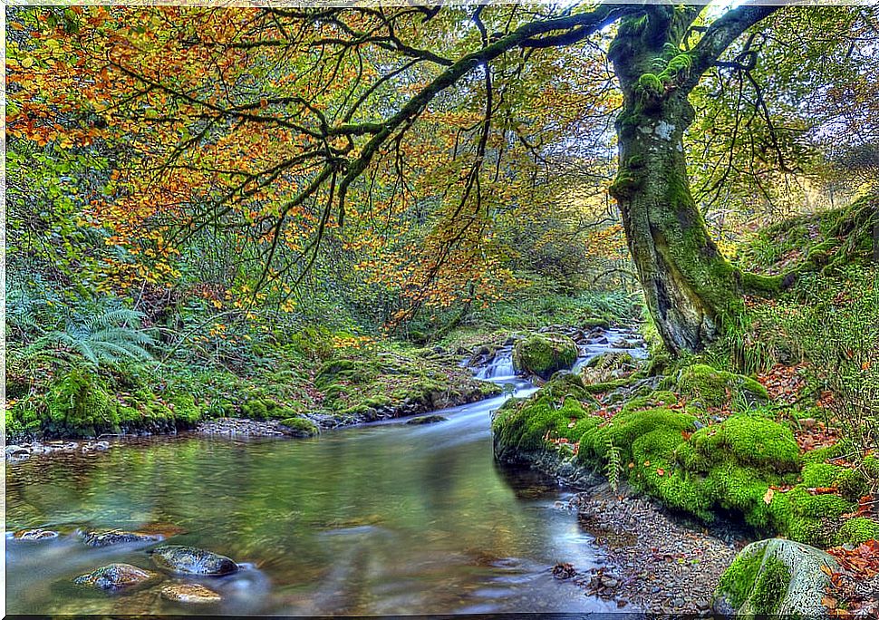 Muniellos Forest in Astruias