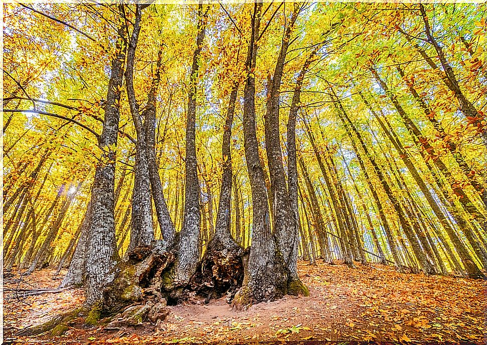 Spanish forests: chestnut grove of El Tiemblo