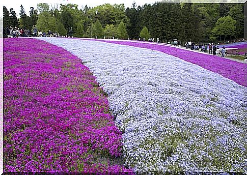 Flower fields in Hitsujiyama