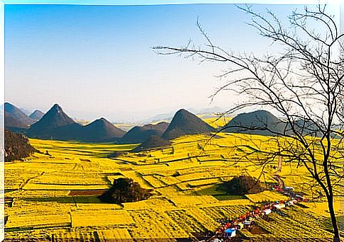 Yellow flower fields in Luoping