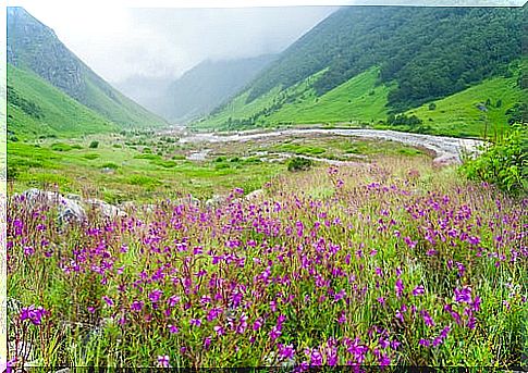 Valley of flowers in India