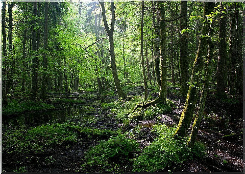 The Bialowieza Forest: an amazing nature reserve