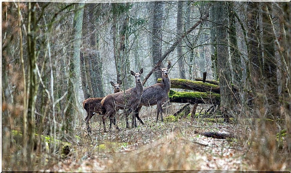 Herd of roe deer