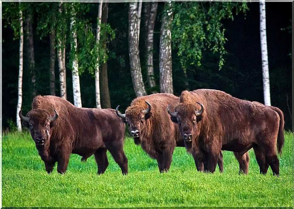 Bison in the Bialowieza Forest