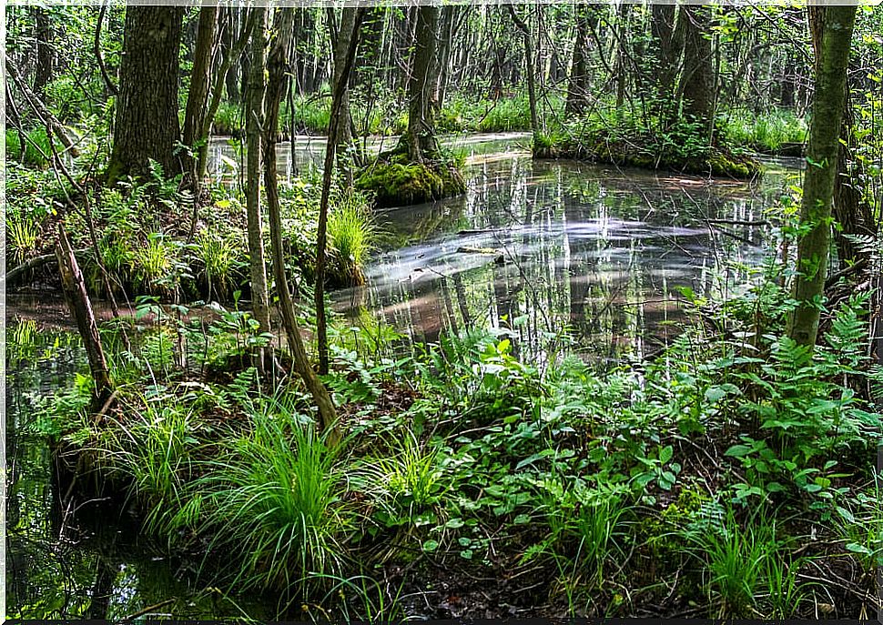 Bialowieza Forest