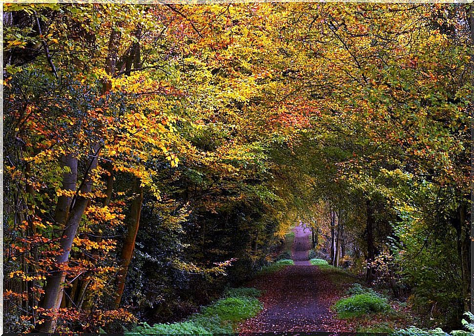 The most spectacular forests in the world