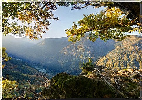 Black Forest landscape.