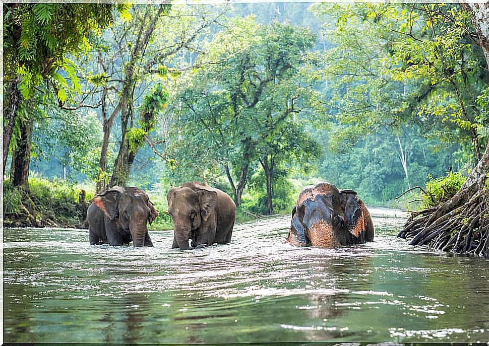 Elephants in a river