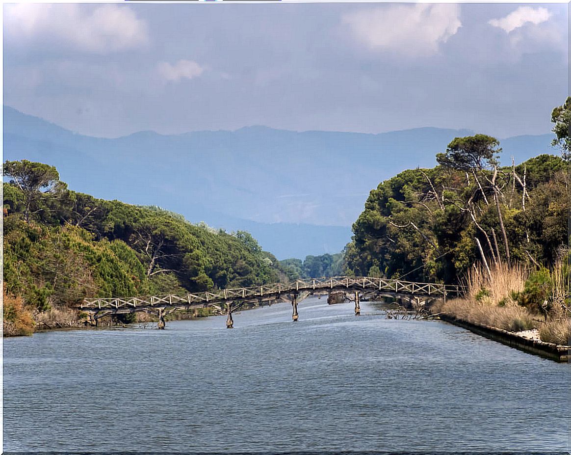 Floating bridge in the Migliarino natural park, in Italy.