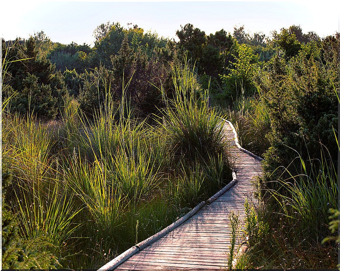 Trail through a wetland in the Migliarino natural park.