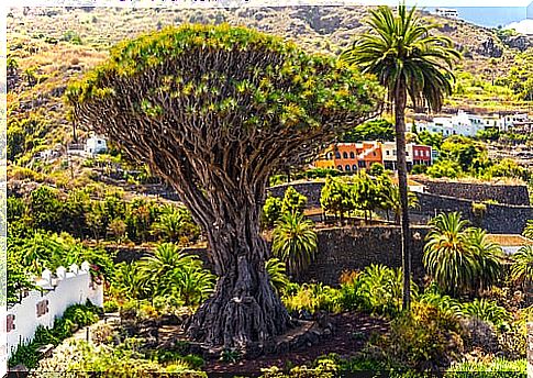 Millennial dragon tree in the North of Tenerife