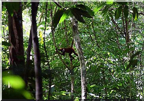 Fauna in the Osa peninsula