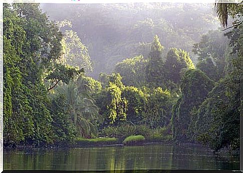 Mangroves on the Osa peninsula