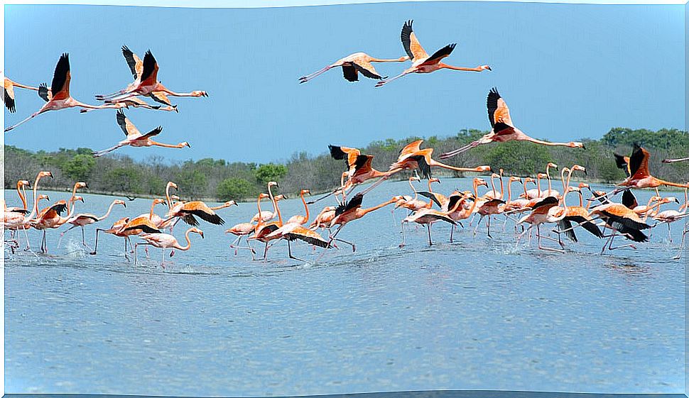 Flamingos in La Guajira