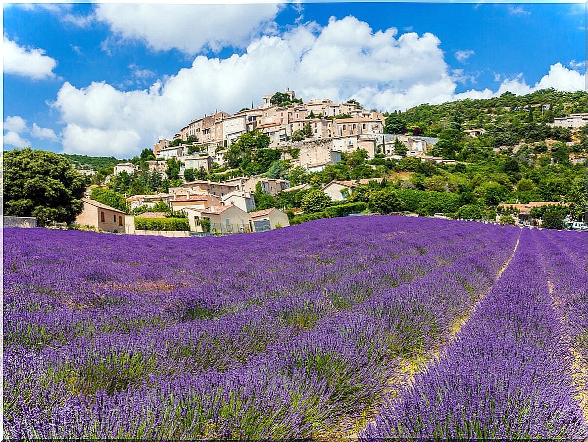 Lavender fields in the Provence region, France.