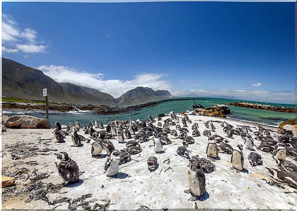 Penguins at Stone Point, Walker Bay