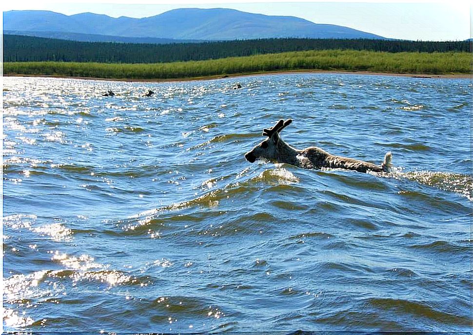 Caribou crossing the kobuk