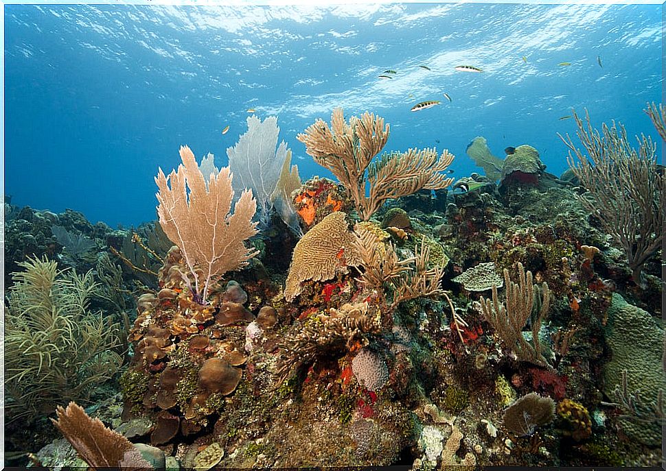 Roatan reefs