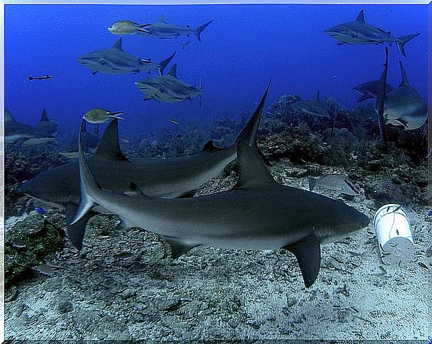 Sharks on the reefs of Roatan