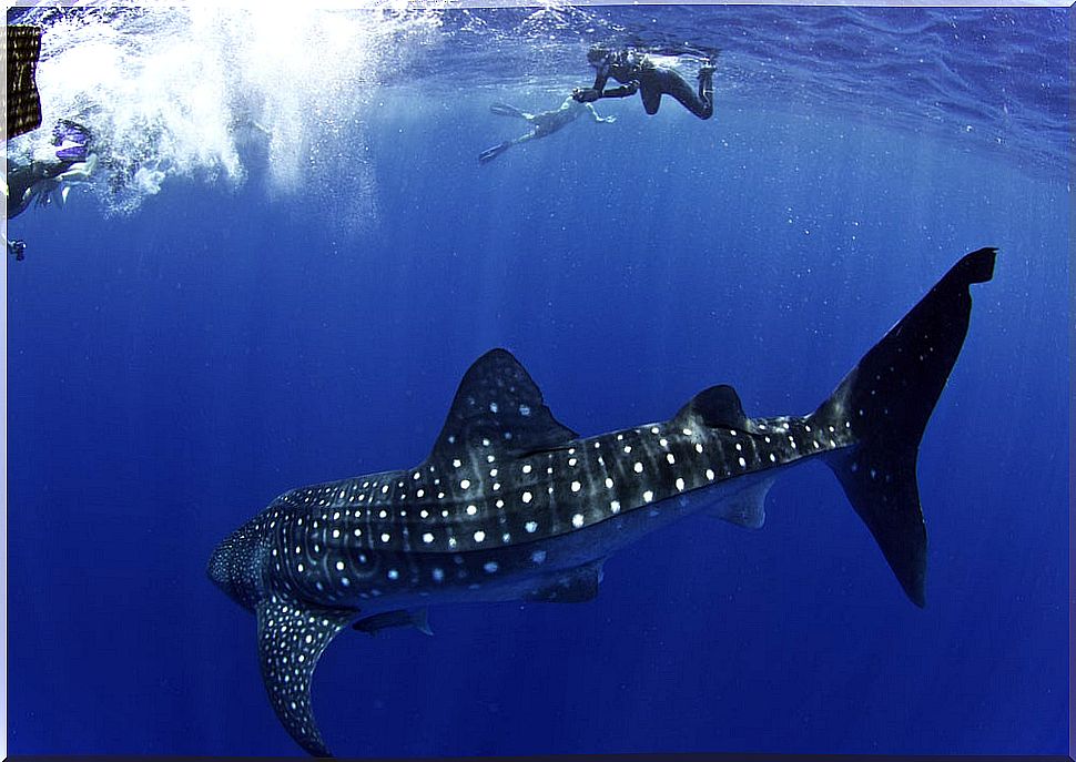 Diver and shark in Útila