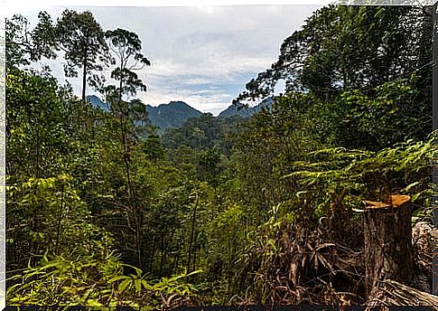 Lambir Hills National Park in Malaysia