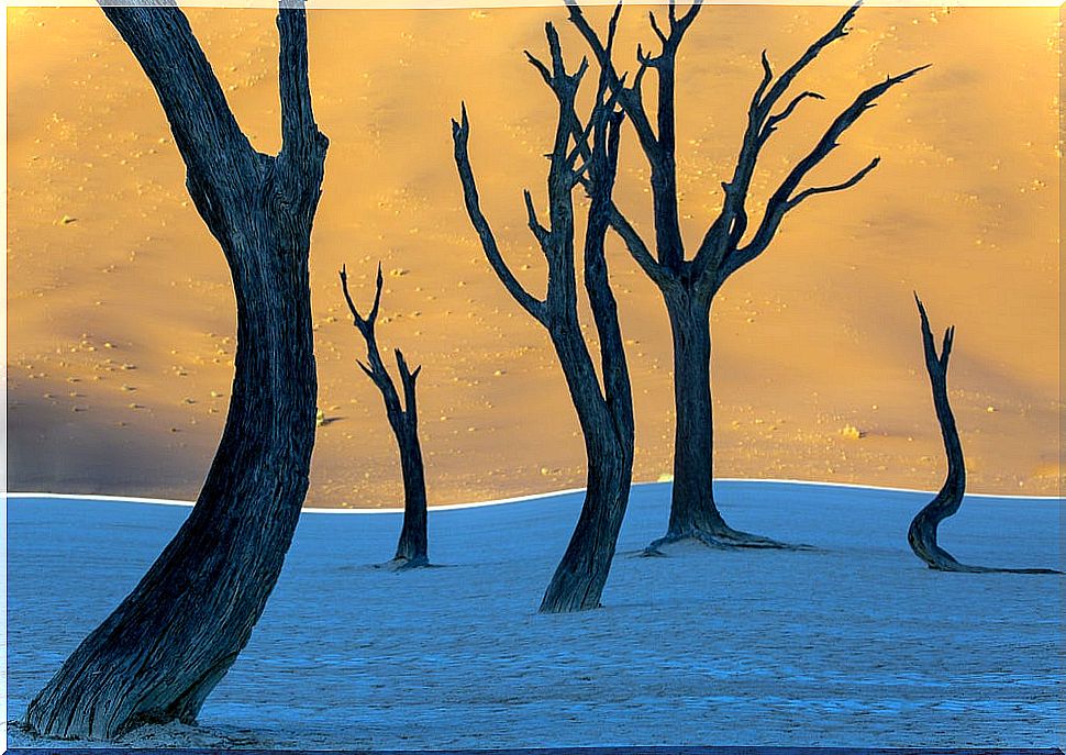 Trees in Dead Vlei