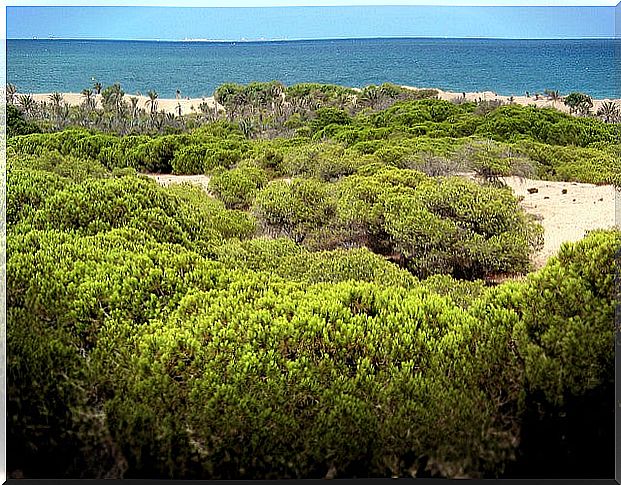 Dunes of Guardamar del Segura