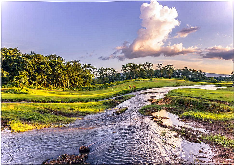 Wild nature in Chitwan National Park