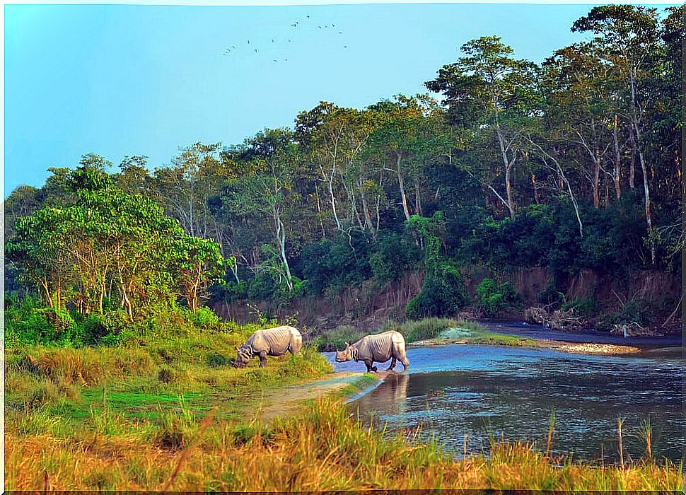 Rhinos in Chitwan National Park