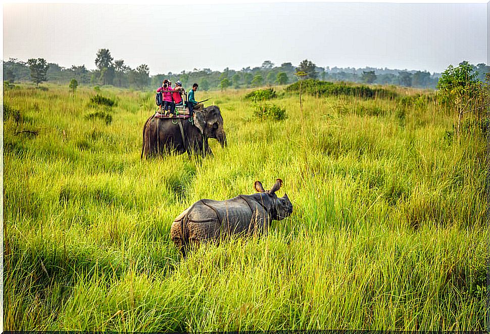 Saari on elephant