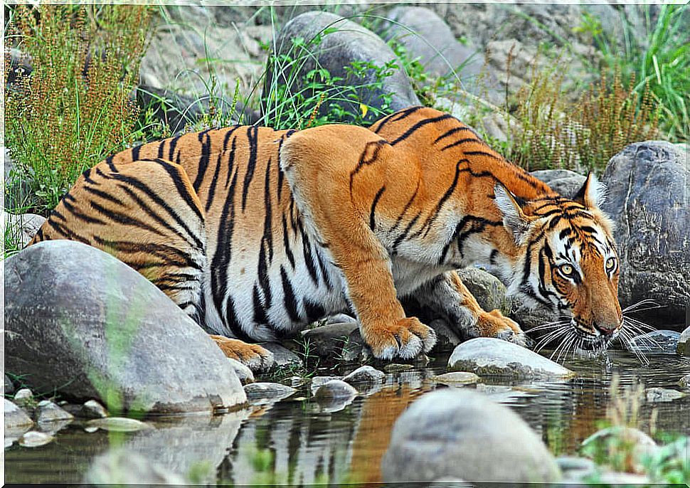 Tiger drinking water